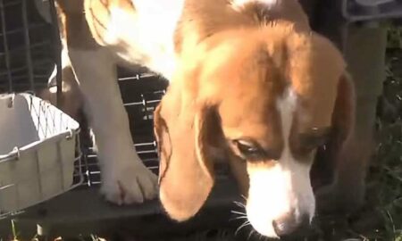 Videoclip emoționant cu bucuria unor câini Beagle atunci când simt ce înseamnă libertatea!
