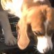 Videoclip emoționant cu bucuria unor câini Beagle atunci când simt ce înseamnă libertatea!