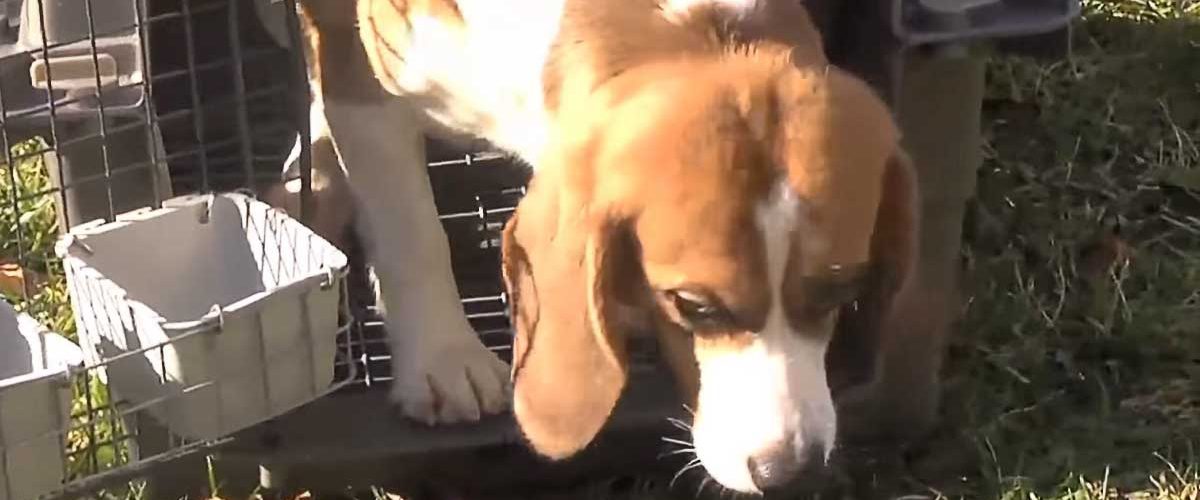 Videoclip emoționant cu bucuria unor câini Beagle atunci când simt ce înseamnă libertatea!
