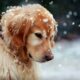 A venit frigul! 10 lucruri pe care le poti face pentru a-ti proteja cainele