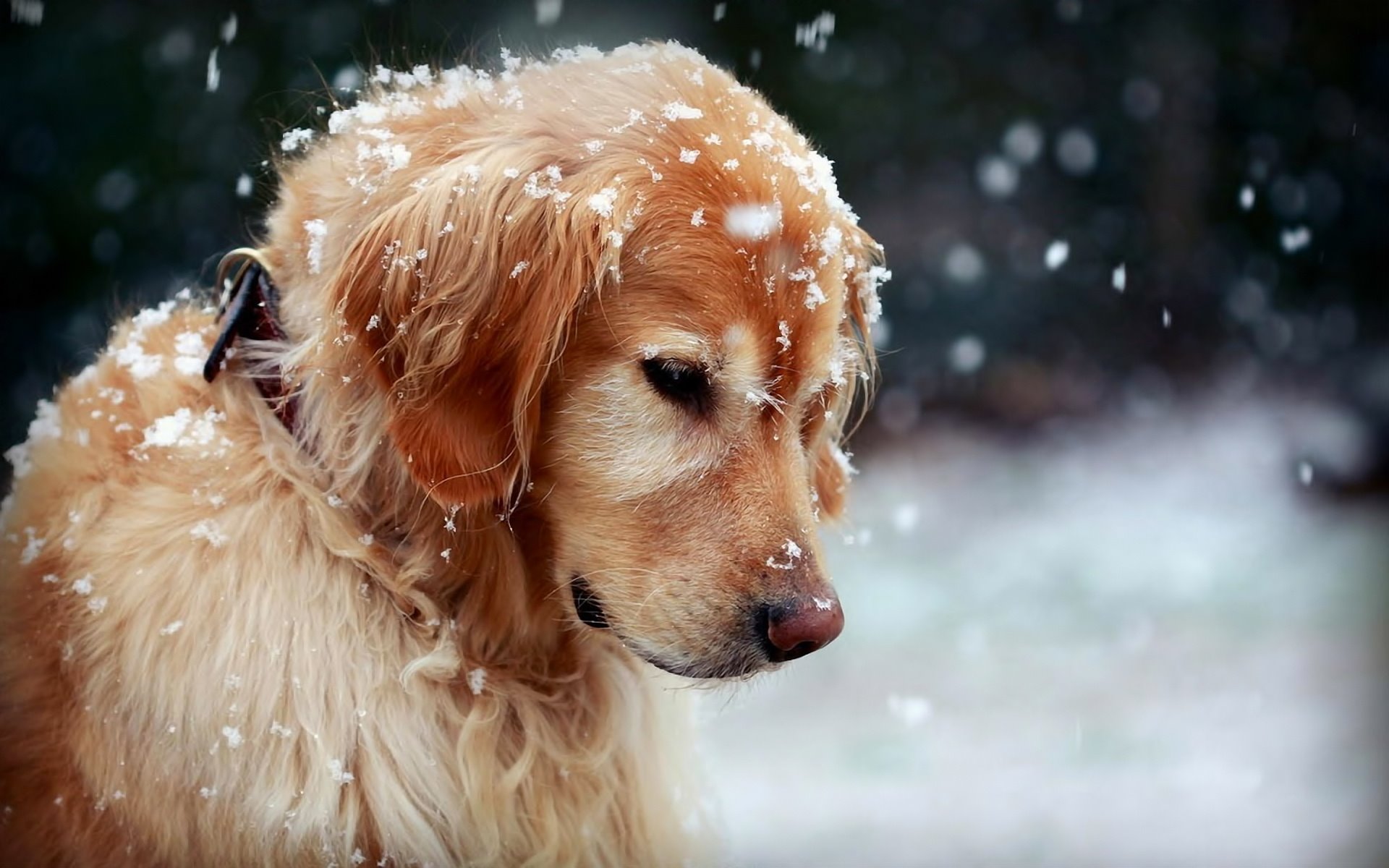 A venit frigul! 10 lucruri pe care le poti face pentru a-ti proteja cainele