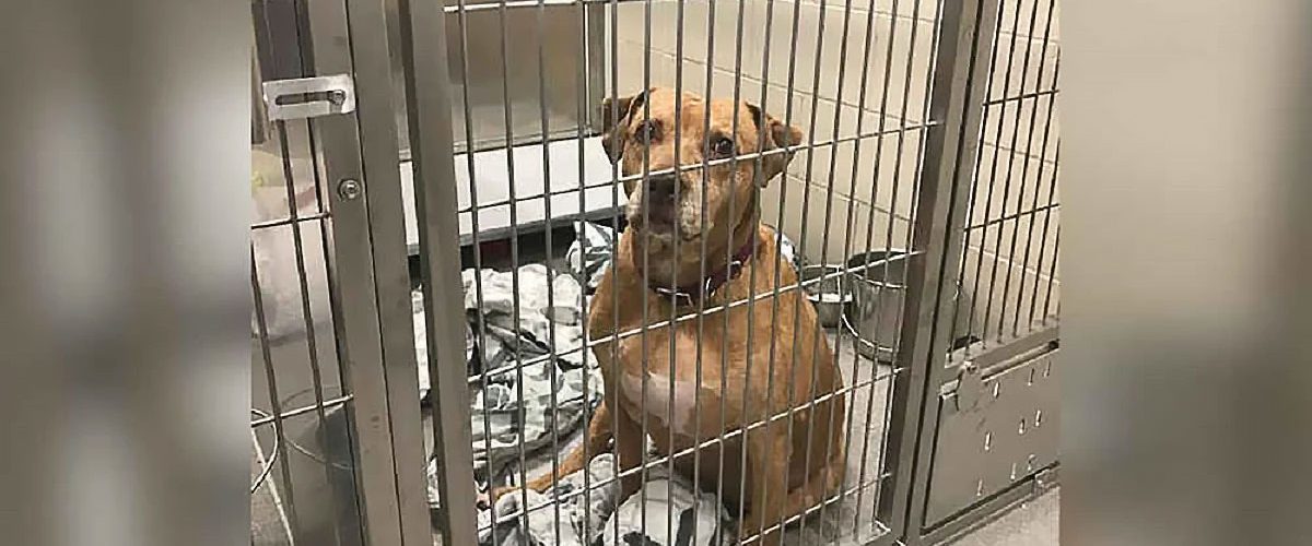 Ajuns în adăpost după ce s-a pierdut, un câine a fost refuzat de fosta lui familie!