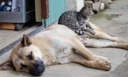 Amplă campanie de sterilizare gratuită pentru animalele de companie din București! Beneficiarii vor fi 10.000 de câini și pisici