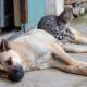 Amplă campanie de sterilizare gratuită pentru animalele de companie din București! Beneficiarii vor fi 10.000 de câini și pisici