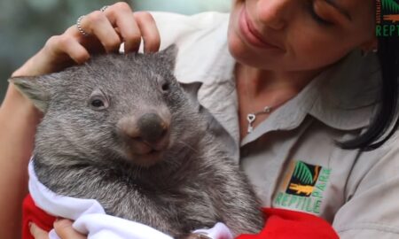 Animalele de la o grădină zoologică au avut parte de primul lor Crăciun! Imagini adorabile cu ocazia sărbătorilor