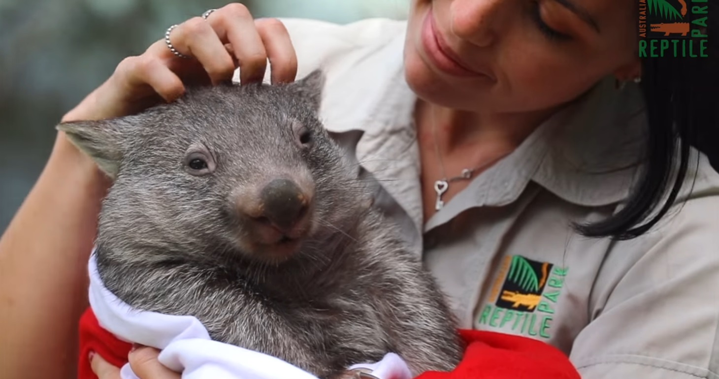 Animalele de la o grădină zoologică au avut parte de primul lor Crăciun! Imagini adorabile cu ocazia sărbătorilor