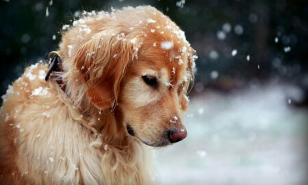 Atenție la sănătatea animalelor în timpul sezonului de iarnă!