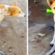 Călcat de mașină și abandonat, un cățeluș paralizat a fost salvat de un om cu suflet mare!