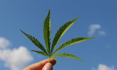 Stat european legalizează cannabisul. Care sunt condițiile pentru cultivare