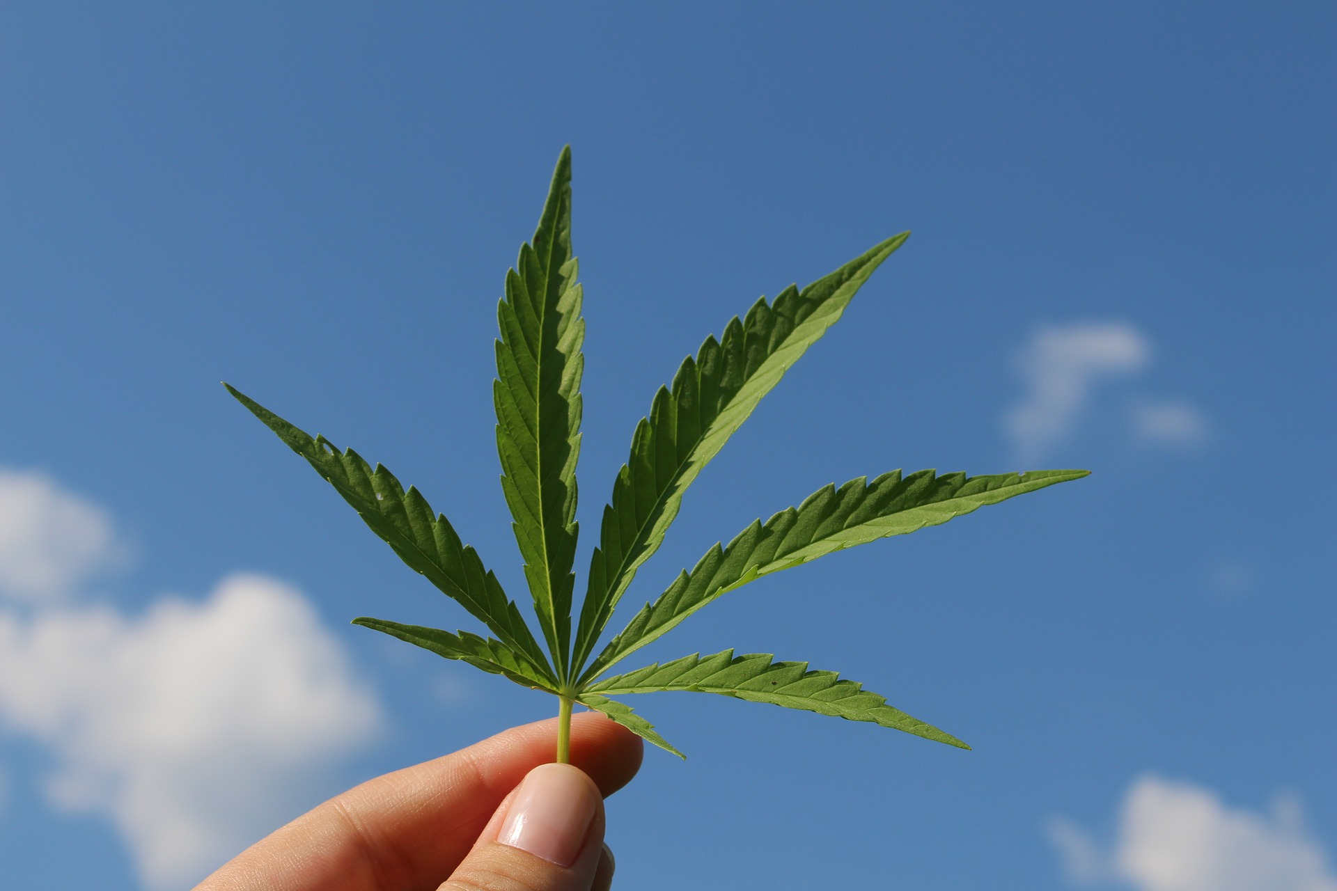 Stat european legalizează cannabisul. Care sunt condițiile pentru cultivare