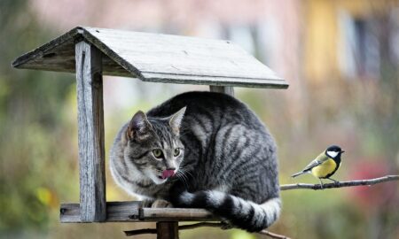 Cum îți poți împiedica pisica să vâneze animale sălbatice? Protejarea eficientă a mediului înconjurător