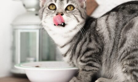 Cum să ai grijă de dantura pisicii tale? Sfaturi utile pentru iubitorii de animale