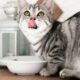 Cum să ai grijă de dantura pisicii tale? Sfaturi utile pentru iubitorii de animale