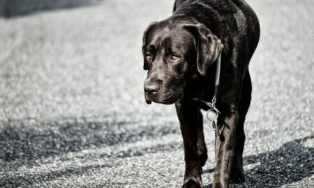 Displazia de șold, afecțiunea comună câinilor de talie mare! Află cum o poți trata și rasele predispuse la îmbolnăvire