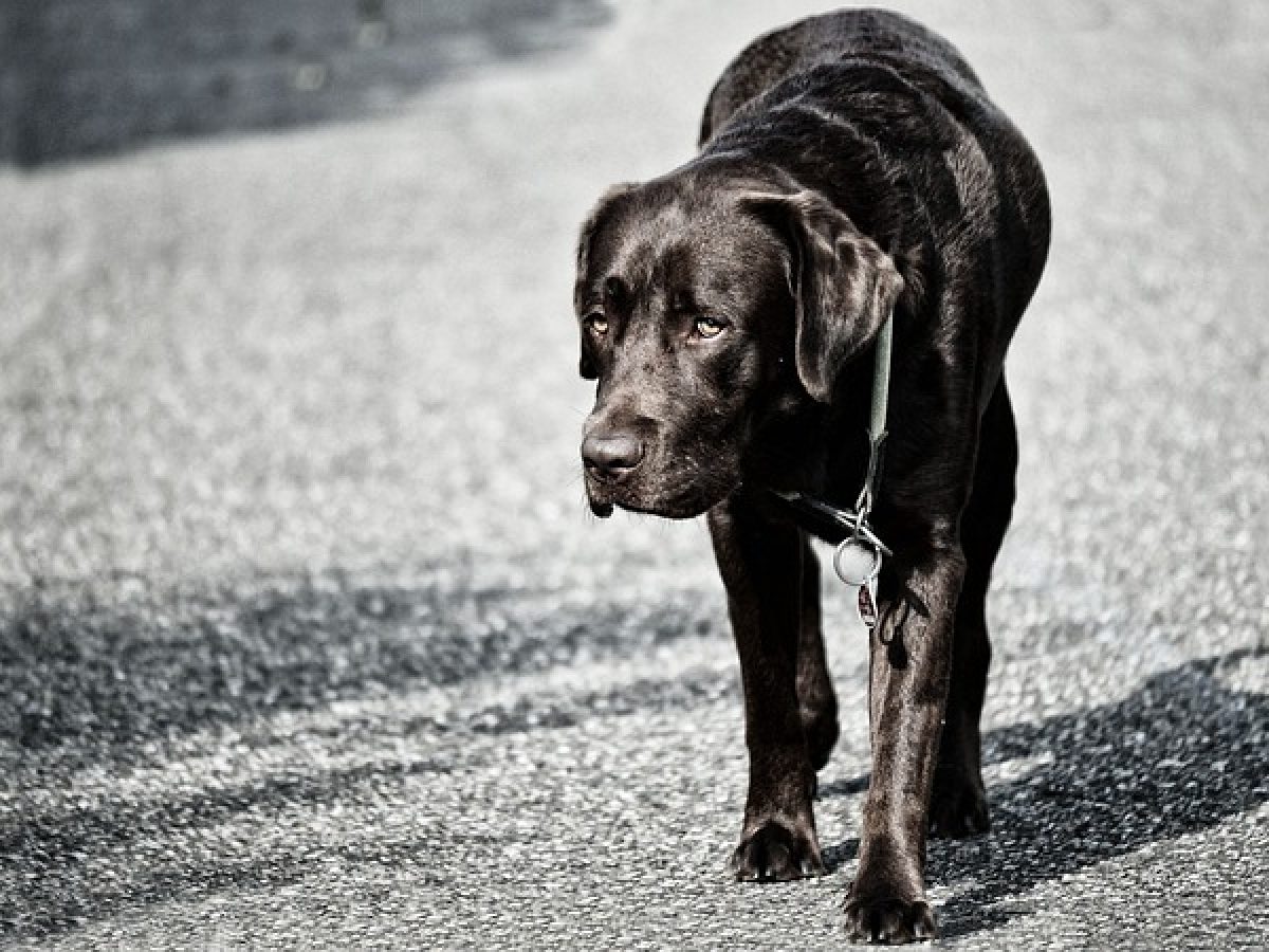 Displazia de șold, afecțiunea comună câinilor de talie mare! Află cum o poți trata și rasele predispuse la îmbolnăvire