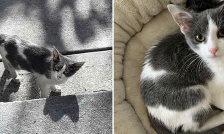 După o lungă căutare, o pisică și-a găsit o familie exact așa cum își dorea!
