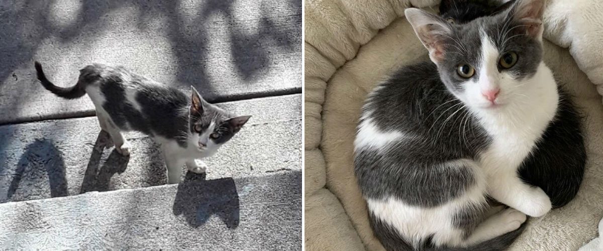 După o lungă căutare, o pisică și-a găsit o familie exact așa cum își dorea!