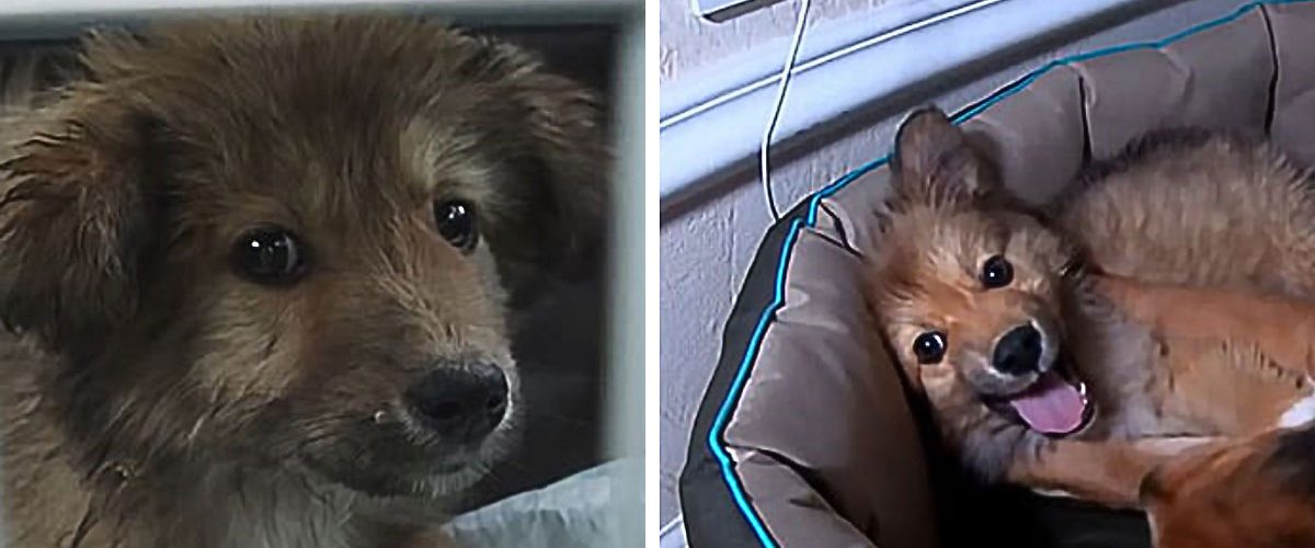 Găsit într-o stare groaznică, un patruped se recuperează pe deplin după ce este adoptat!