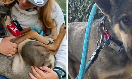 Lupta cu depresia a unui cățel adoptat dintr-un centru pentru animale! Familia decide să îi schimbe viața