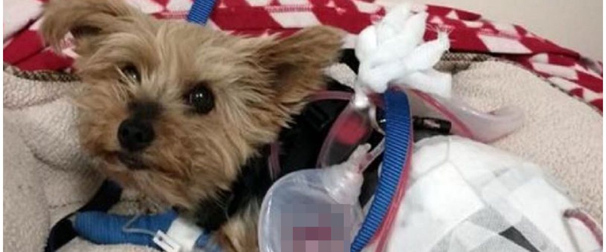 O fetiță a fost salvată de cățelușa familiei, după ce a fost atacată de un coiot!
