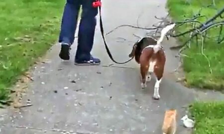 O plimbare obișnuită a dus la adopția unui pisoi adorabil!