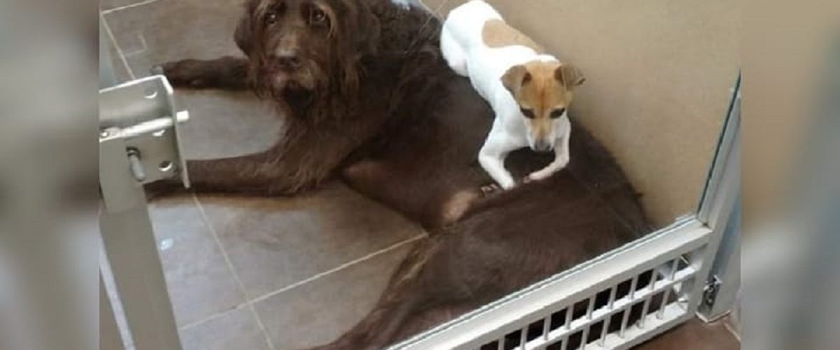Salvați împreună de pe stradă, doi căței au devenit inseparabili! Acum, cei doi își caută o nouă casă