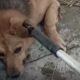 Scene de coșmar într-un adăpost pentru animale din Năvodari! Câini plini de sânge întinși pe jos