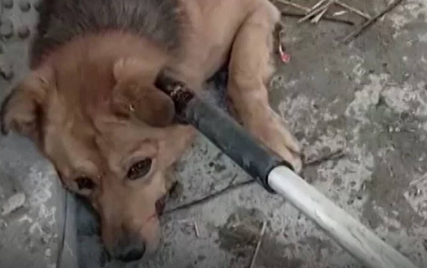 Scene de coșmar într-un adăpost pentru animale din Năvodari! Câini plini de sânge întinși pe jos