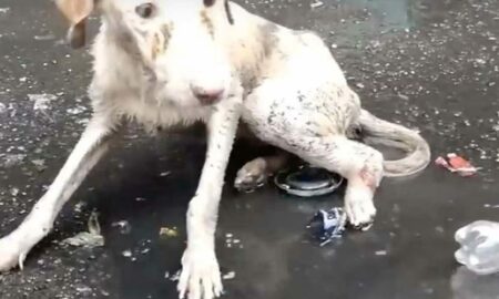 Singur și murdar într-o baltă, un câine este salvat când se aștepta cel mai puțin!