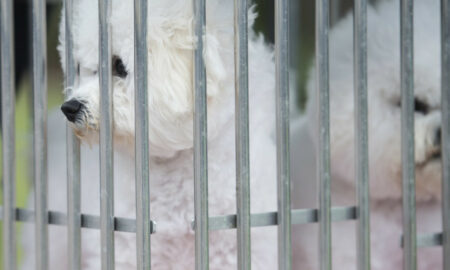Soarta tragică a unor câini din România care riscă să fie eutanasiați în Suedia!