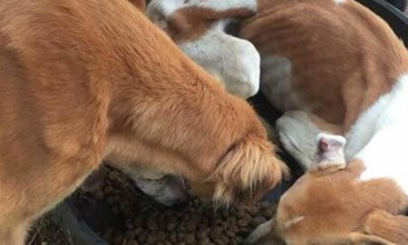 Un câine aflat la un pas să moară de foame a fost salvat în mod miraculos!