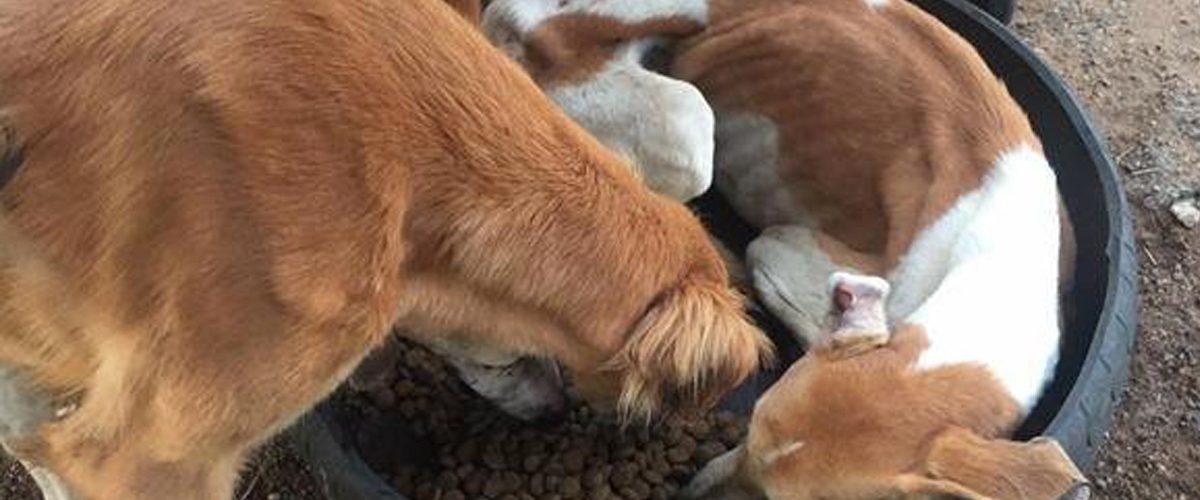 Un câine aflat la un pas să moară de foame a fost salvat în mod miraculos!