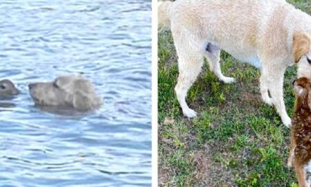 Un Golden Retriever a salvat miraculos de la înec un pui de căprioară!