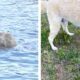 Un Golden Retriever a salvat miraculos de la înec un pui de căprioară!