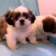 Un român a fost surprins în Germania în timp ce încerca să vândă cățeluși din rasa Shih Tzu!