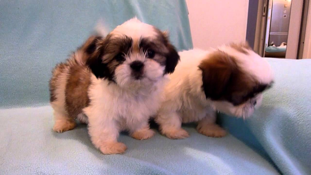 Un român a fost surprins în Germania în timp ce încerca să vândă cățeluși din rasa Shih Tzu!