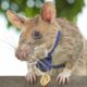 A murit Magawa, faimosul șobolan care detecta mine antipersonal în Cambodgia!