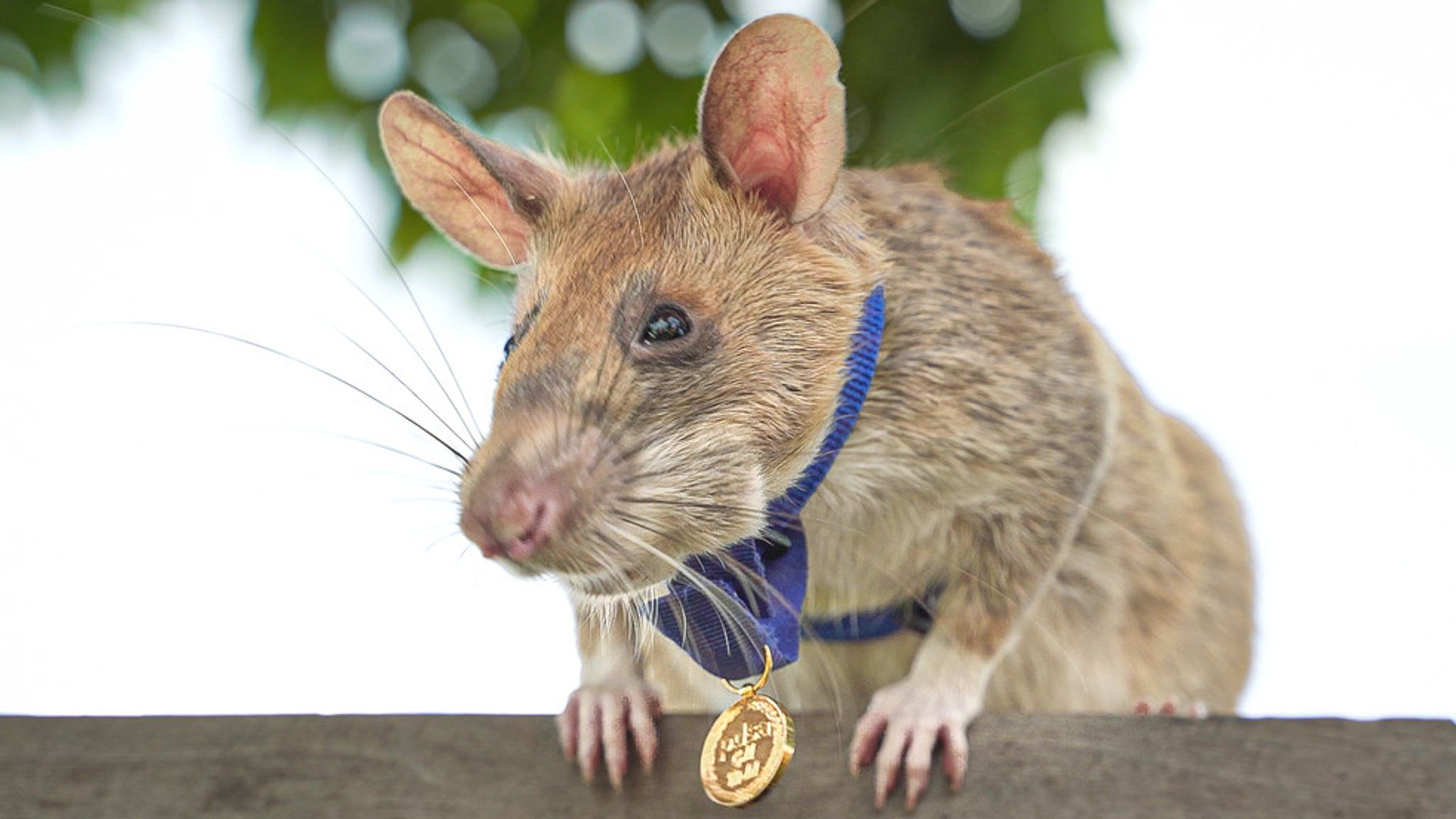 A murit Magawa, faimosul șobolan care detecta mine antipersonal în Cambodgia!