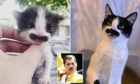 O pisică adorabilă a devenit vedetă pe internet! Cu ce cântăreț faimos seamănă felina