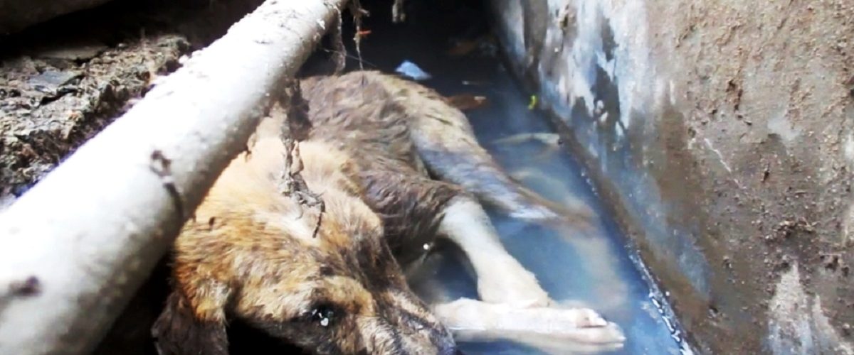 Un câine abandonat într-o canalizare a fost salvat în ultima clipă!