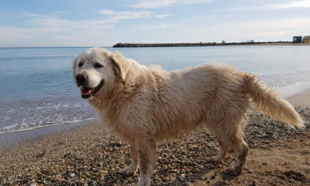 A fost adoptată legea care permite accesul animalelor de companie pe plajă!