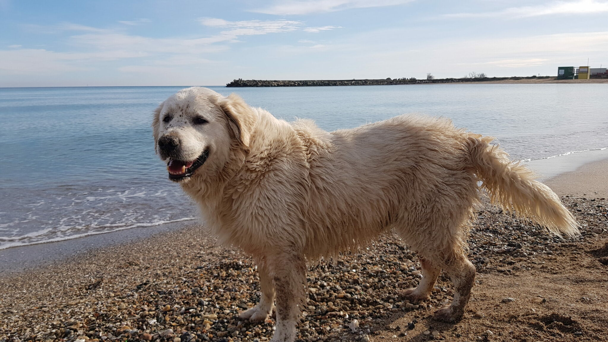 A fost adoptată legea care permite accesul animalelor de companie pe plajă!