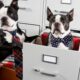 Animale de companie la birou, soluția pentru o mai bună productivitate a angajaților?