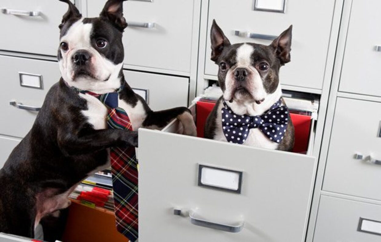 Animale de companie la birou, soluția pentru o mai bună productivitate a angajaților?