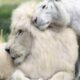 Imagini adorabile cu puii celor mai rare feline mari din lume! Hibrid între leu și tigru