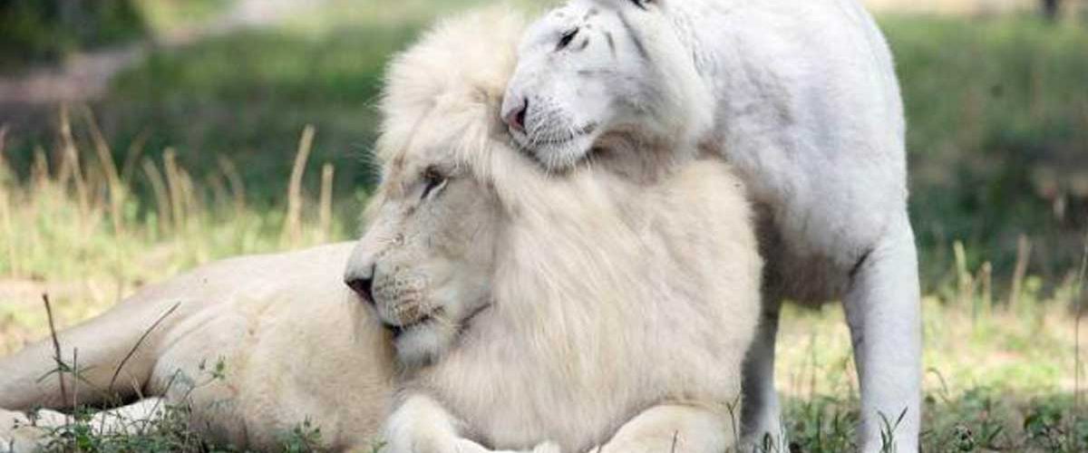 Imagini adorabile cu puii celor mai rare feline mari din lume! Hibrid între leu și tigru