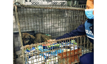 Intervenție emoționantă a Poliției Animalelor din Prahova