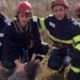 Intervenție emoționantă în Hunedoara. Cățelușa Fifi salvată pompieri