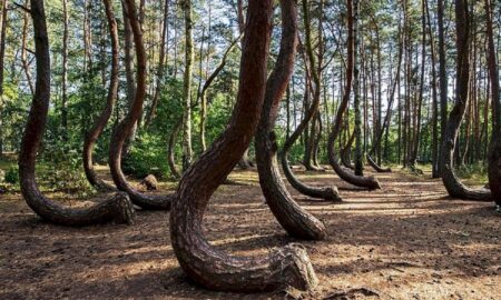 Pădure din România, în topul celor mai înfricoșătoare locuri din lume