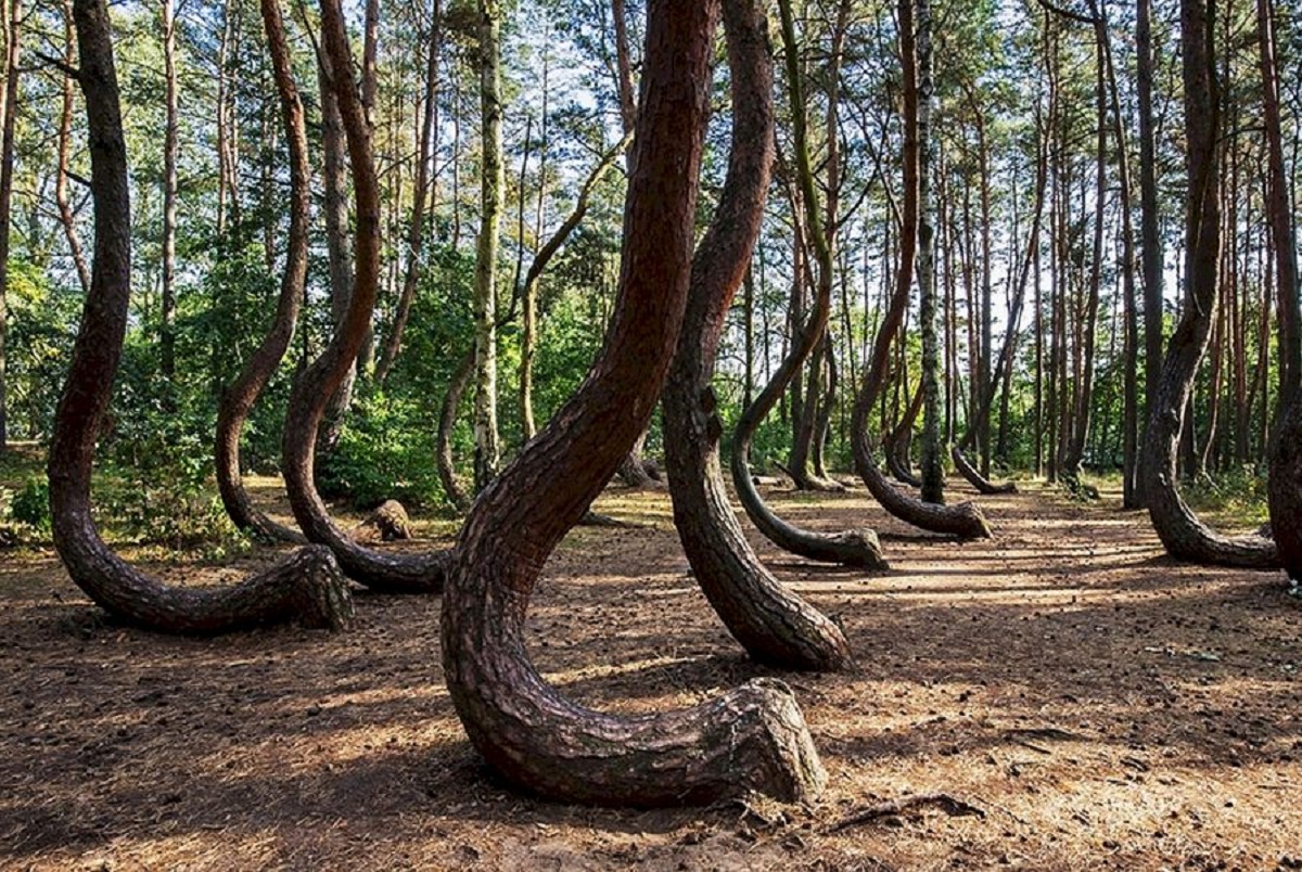 Pădure din România, în topul celor mai înfricoșătoare locuri din lume